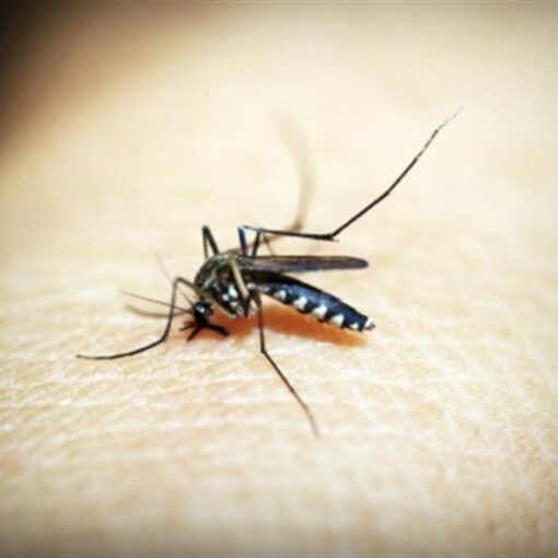 Japanese Encephalitis