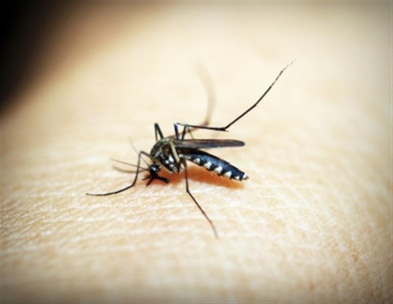 Japanese Encephalitis