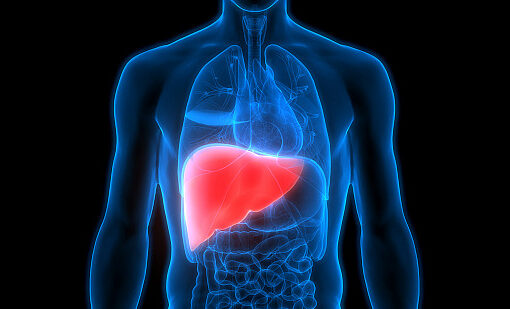 liver