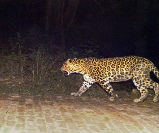 leopard