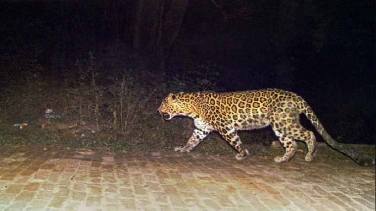 leopard