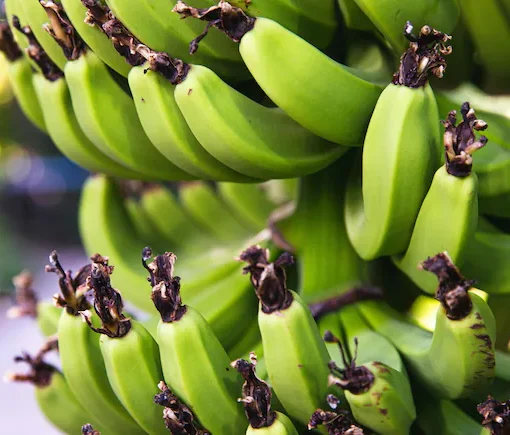 banana