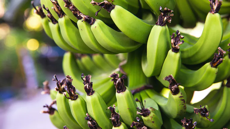 banana