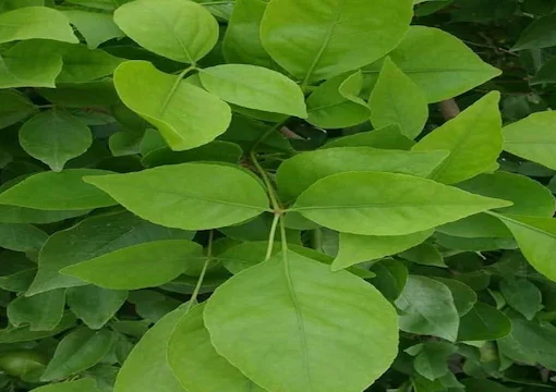 leaves