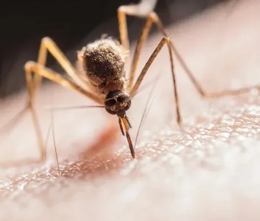 dengue