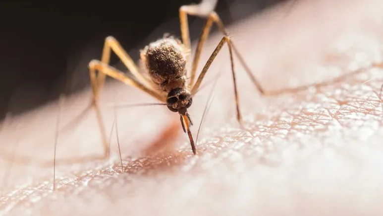 dengue